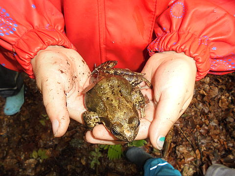 Grasfrosch Grasfrosch